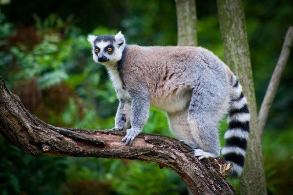 lemur 2