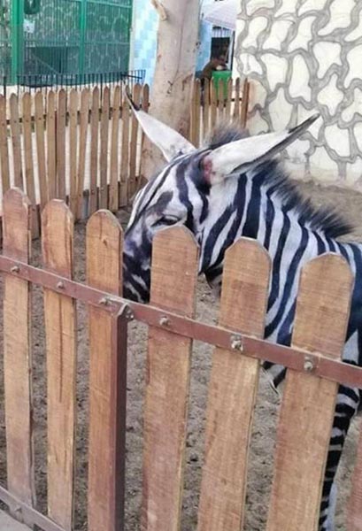 zebra falsa