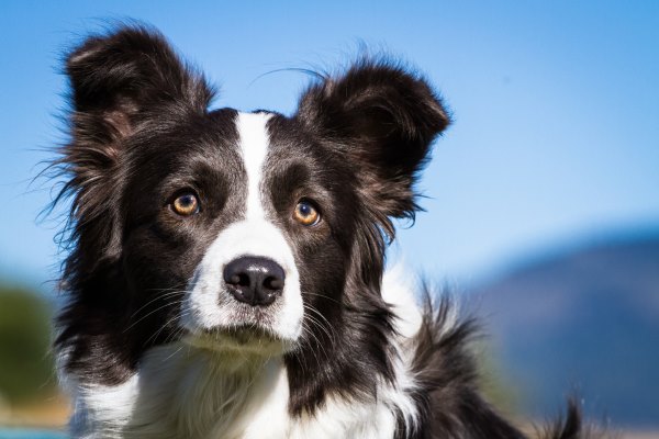 border collie 2