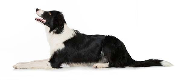 border collie caracteristicas