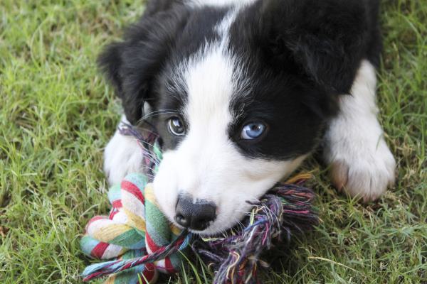 border collie puppy