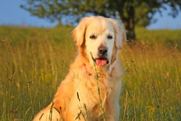 golden retriver 2