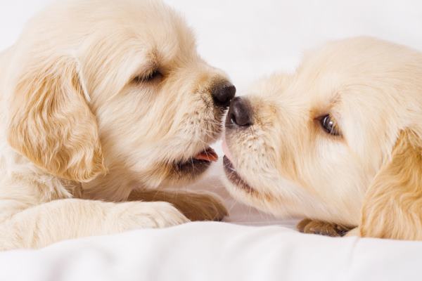 golden retriver puppy