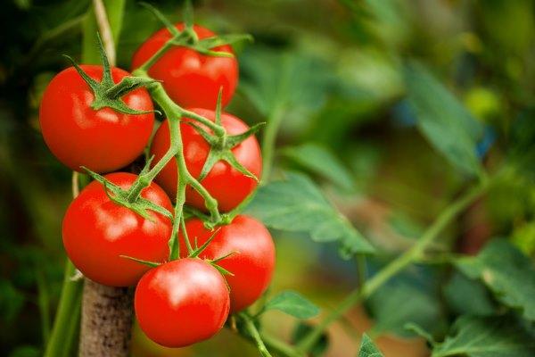 como cultivar tomate-cereja