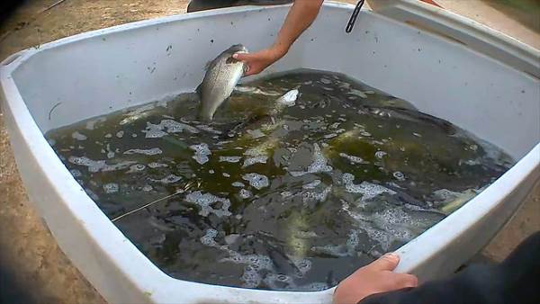 peixe tanque sujo