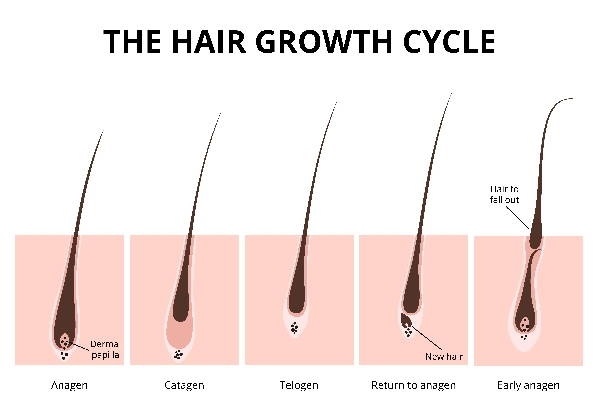 ciclo del cabello