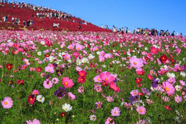 hitachi seaside park 2
