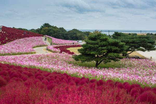 hitachi seaside park 3