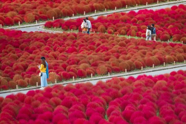 Hitachi Seaside Park