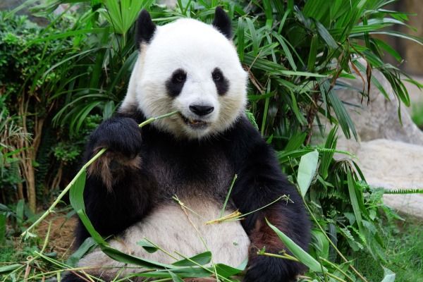 panda alimentos