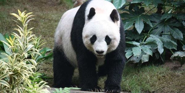 panda gigante