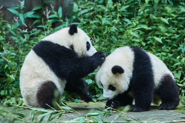 panda reproducao