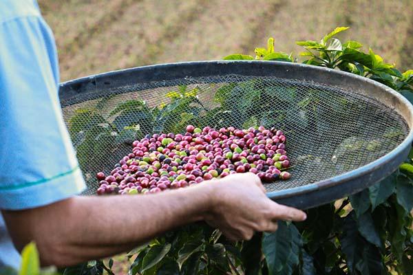 Café de agrofloresta