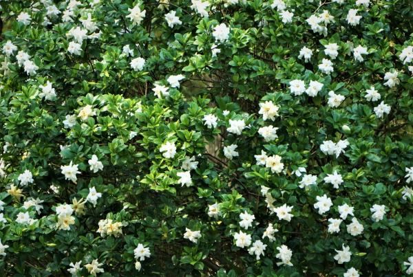 Gardênia, a flor da sinceridade. Veja outros significados e também como  cultivar - greenMe