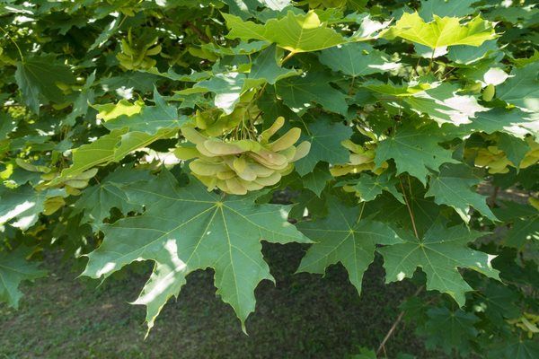 acer platanoides