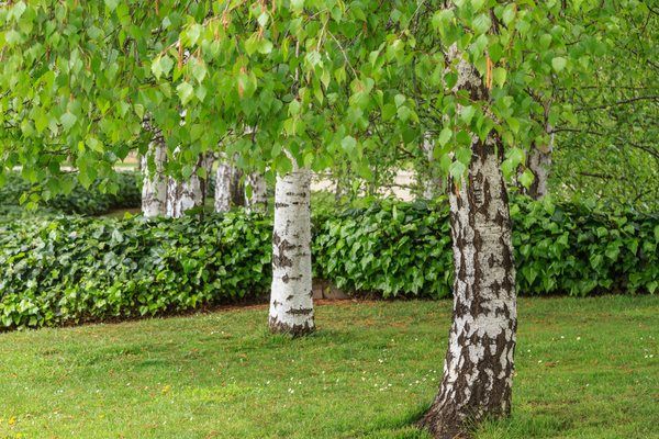 betula verrucosa