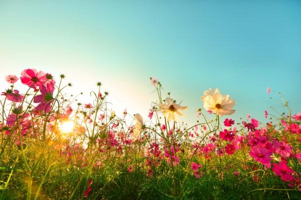 flores no campo