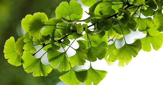 ginko biloba