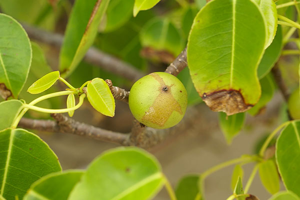 hippomane mancinella fruto