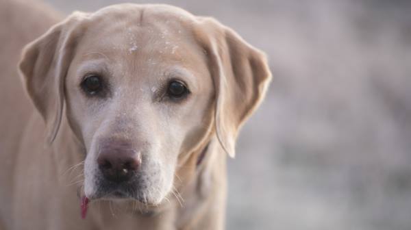 labrador 3