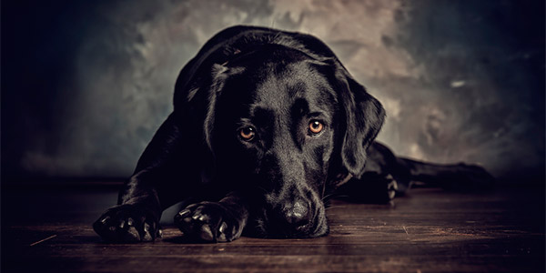 labrador preto