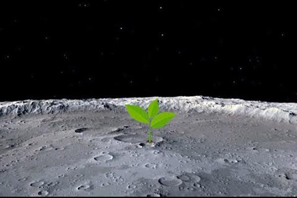 semente lua