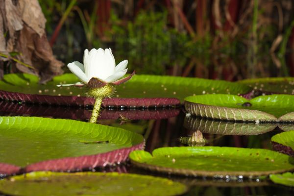 vitoria regia