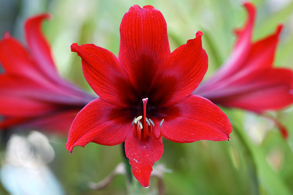 Amarílis, uma flor glamourosa. Veja seus significados e como plantar -  greenMe