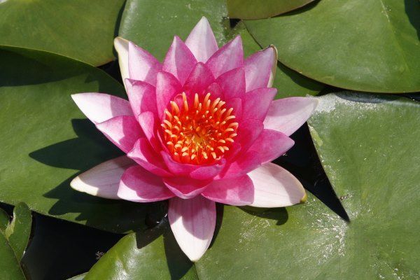 flor de lotus 2