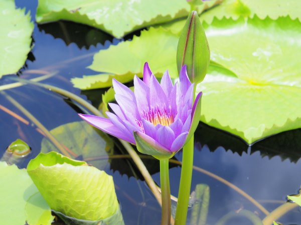 flor de lotus