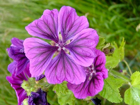 malva flor