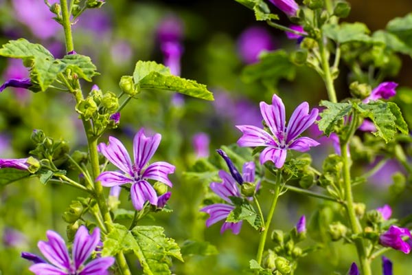 malva jardim