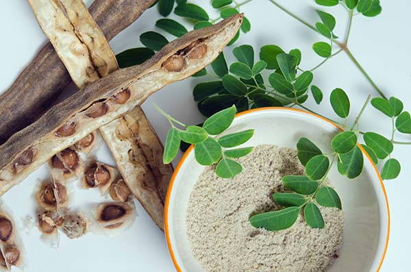 moringa sementes bagas