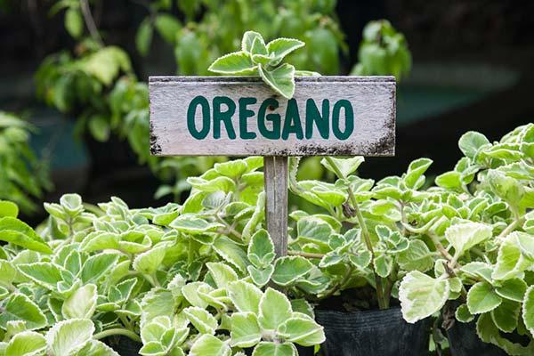 oregano