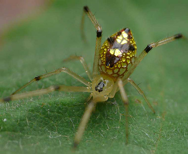 aranha espelho