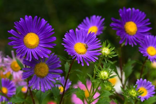 Áster Flor