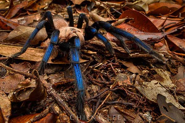 birupes simoroxigorum