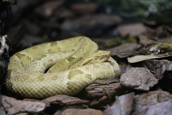 bothrops insularis