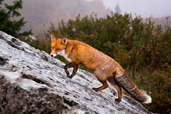 lobo croacia