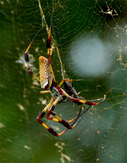 nephila clavipes