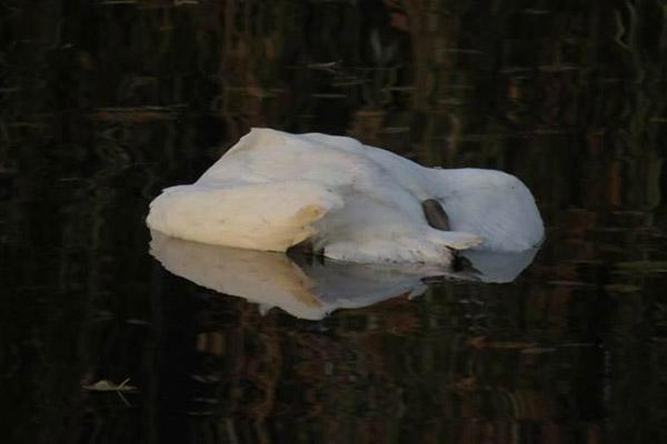 cisne morto