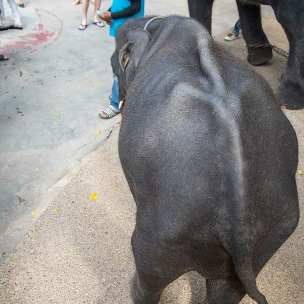 dumbo tailandia 2