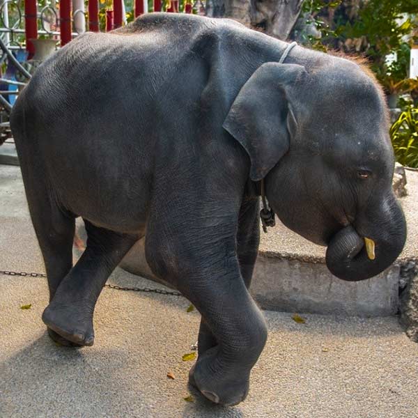 dumbo tailandia 3