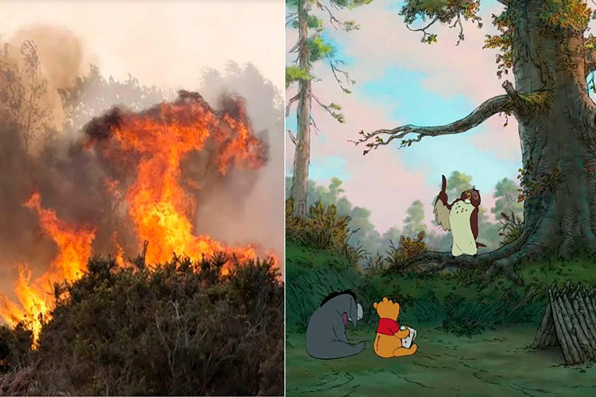 floresta Ursinho Puff