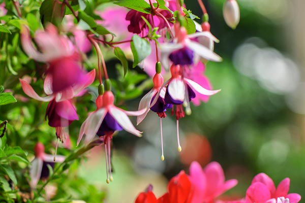 fuchsia hybrida