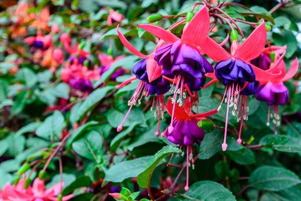 fuchsia