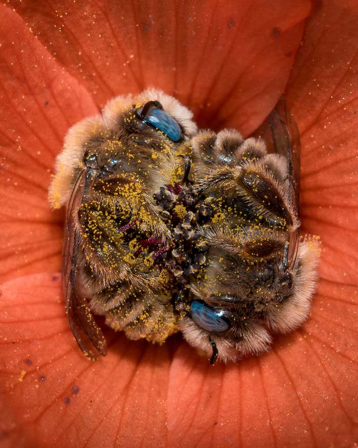 abelhas conchinha close2
