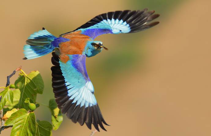 coracias garrulus