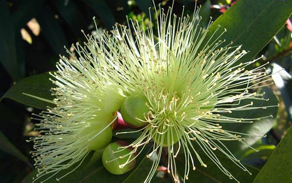 flor de jambo branco