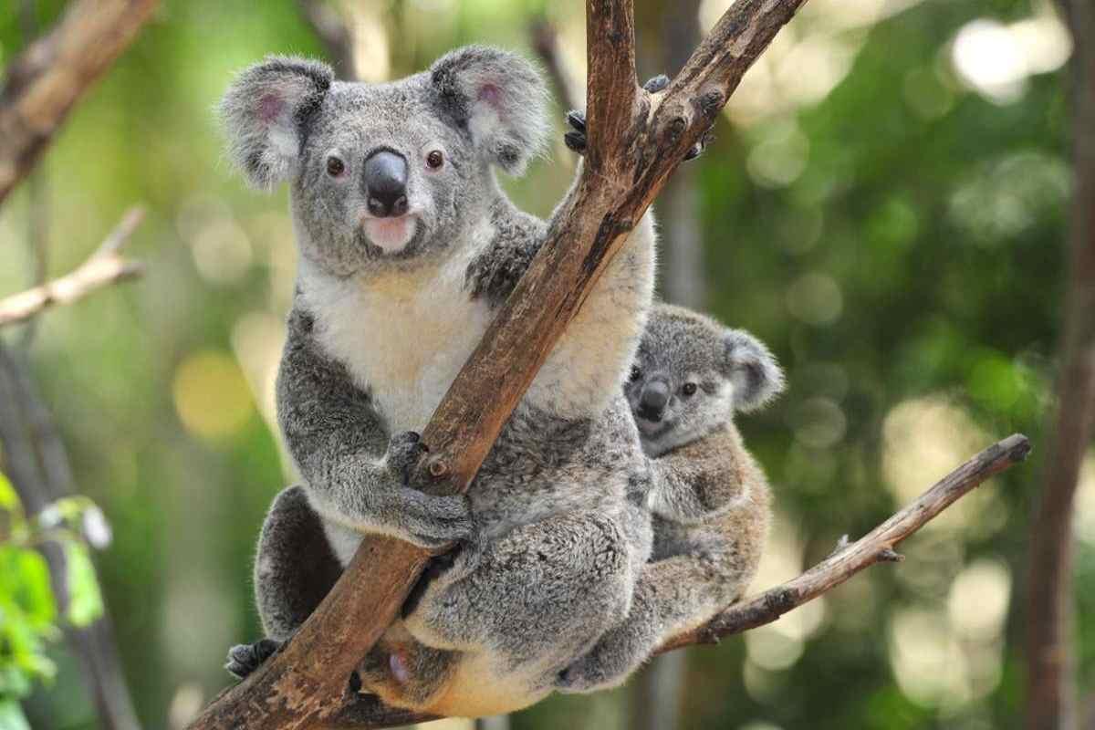 coala